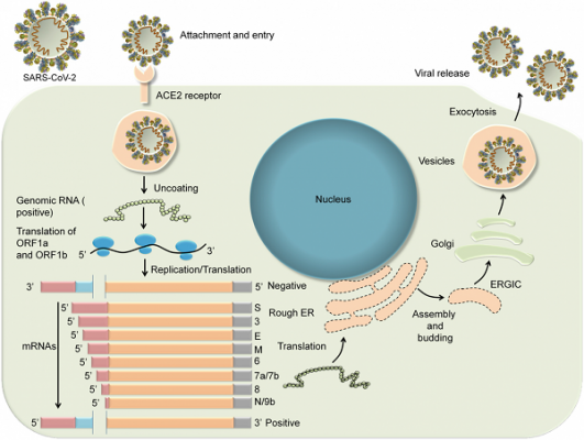 virus-SARS-CoV-2