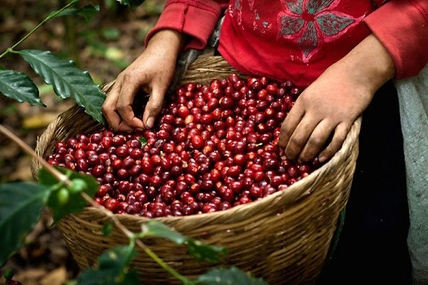 Coffee Pickers Basket Of Cherries, Coffee Farm, El Salvador