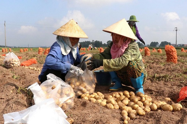 3-Cay-khoai-tay-mot-trong-nhung-cay-trong-vu-dong-cho-hieu-qua-kinh-te-cao.-Anh-minh-hoa.-Tu-lieu