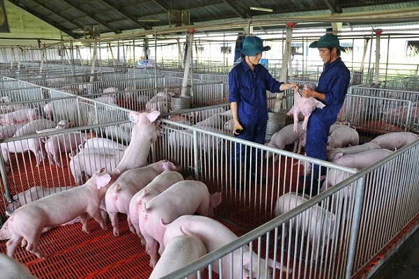 Giá lợn hơi vẫn ổn định, chỉ tăng nhẹ dịp cận Tết Nguyên đán 2022