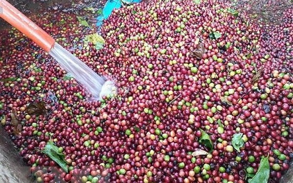 Giá cà phê Robusta và Arabica đồng loạt giảm, tại thị trường nội địa giá cà phê sắp vượt mốc 130.000 đồng