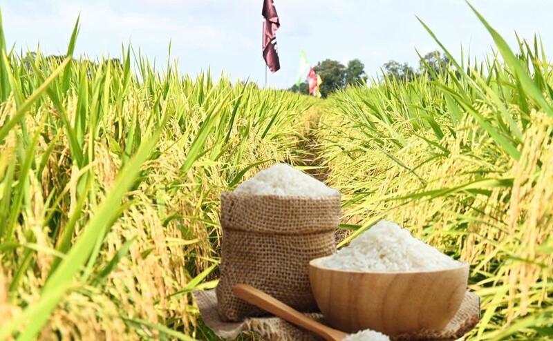 Giá lúa gạo hôm nay ngày 20/10: Gạo nguyên liệu xuất khẩu tăng