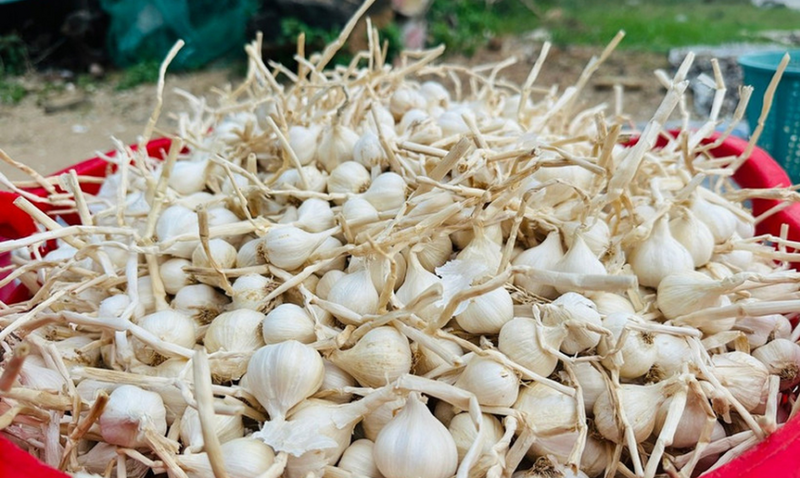 Giá nông sản hôm nay 9/4: Giá tiêu xuất khẩu tăng; mít thái biến động mạnh