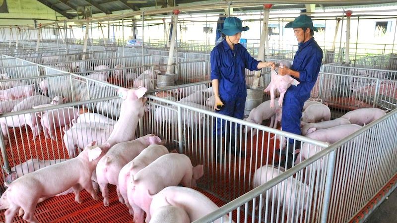 Doanh nghiệp chăn nuôi đẩy mạnh liên kết chuỗi giá trị