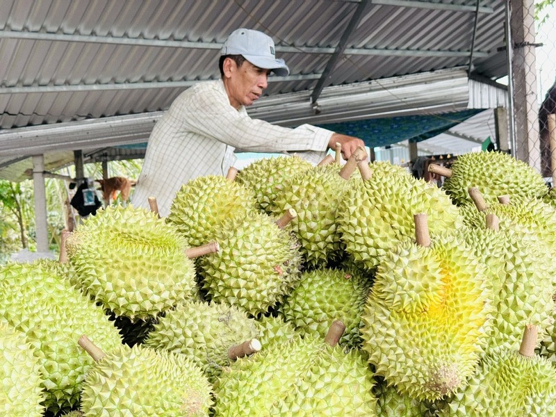 Giá sầu riêng tăng trở lại, tái cấu trúc ngành vẫn là bài toán lớn