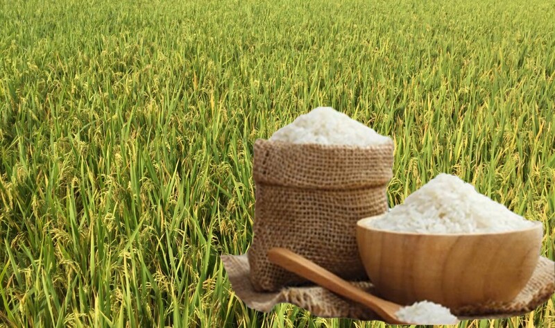 Giá lúa gạo hôm nay ngày 6/6/2026: Thị trường ‘lặng sóng’