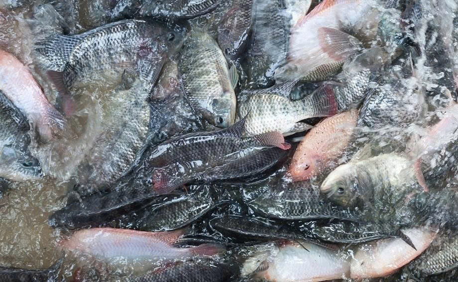 Xuất khẩu cá rô phi tăng mạnh, Brazil chiếm 50% kim ngạch