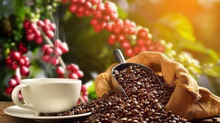 Giá cà phê hôm nay 13/7/2026: Dao động từ 94.700 – 95.200 đồng/kg
