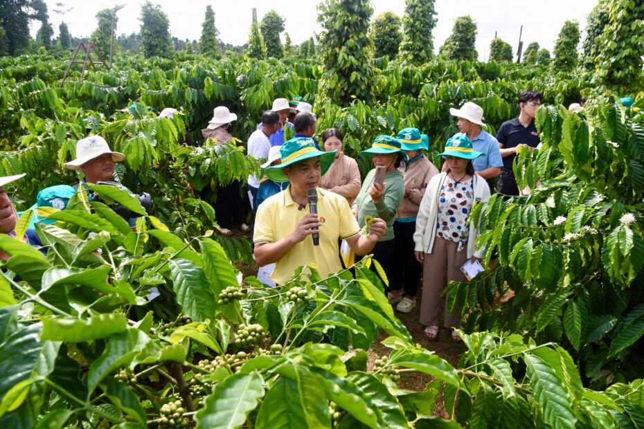 Nâng chất Robusta Việt: Phân bón Cà Mau đưa công nghệ số vào quản lý canh tác tại vùng trồng